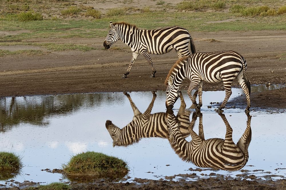 Burchells Zebra and reflection-Equus burchellii-Serengeti National Park-Tanzania-Africa art print by Adam Jones for $57.95 CAD